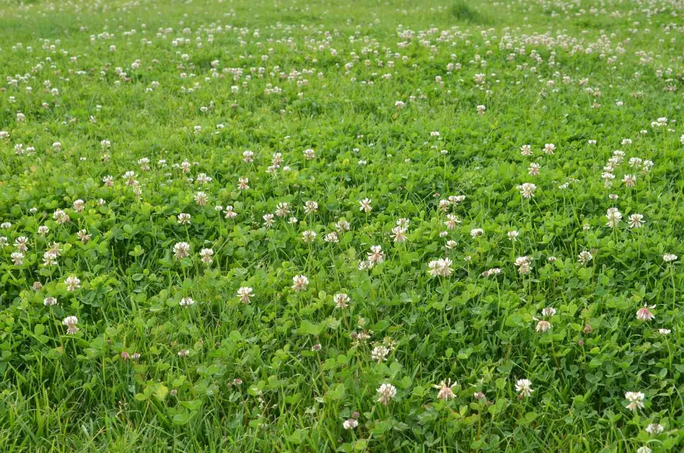 Why a Clover Lawn is Better Than a Grass Lawn?