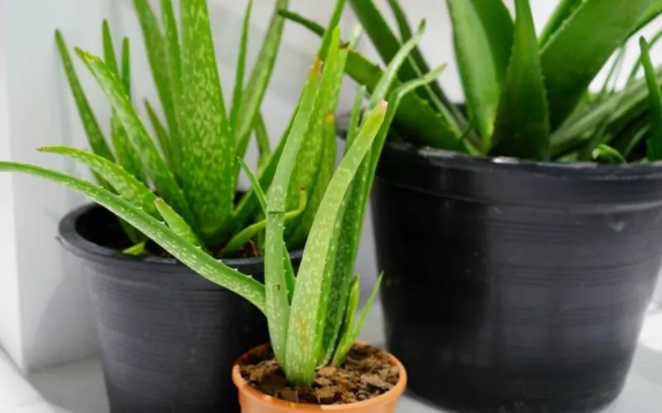 Repotting Aloe Plant: An Easy Step-by-step Guide