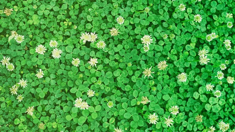 17 Reasons Why a Clover Lawn is Better Than a Grass Lawn? Find the Answer