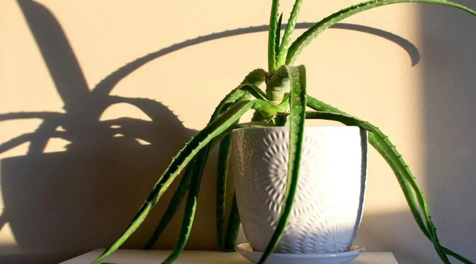 How Often to Water Aloe Plants Find the Answer