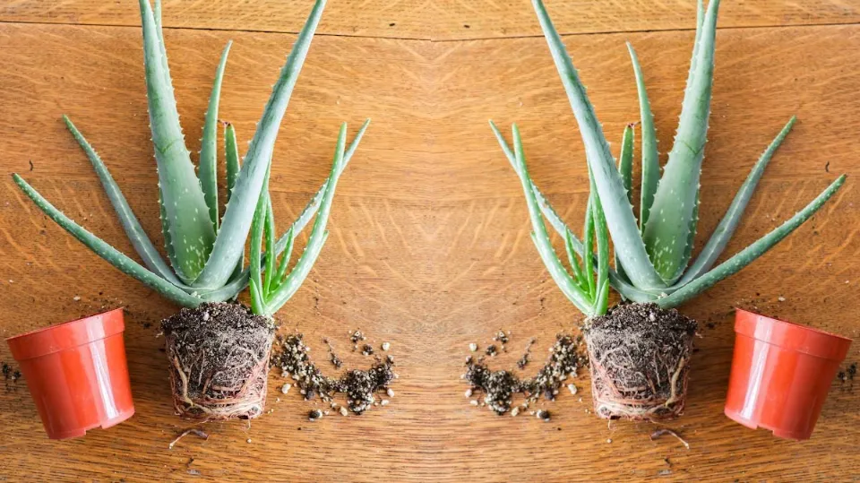 How to Save An Overwatered Aloe Plant Easy Solutions