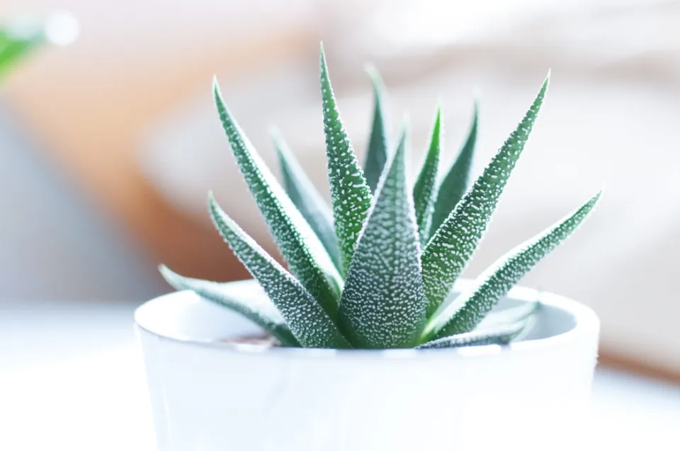 How to Save An Overwatered Aloe Plant Easy Solutions