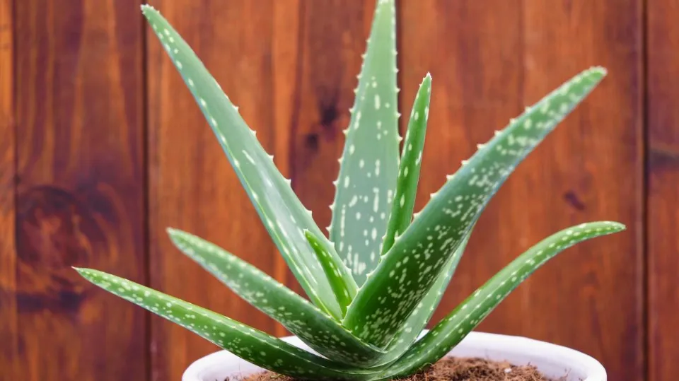 Repotting Aloe Plant: An Easy Step-by-step Guide