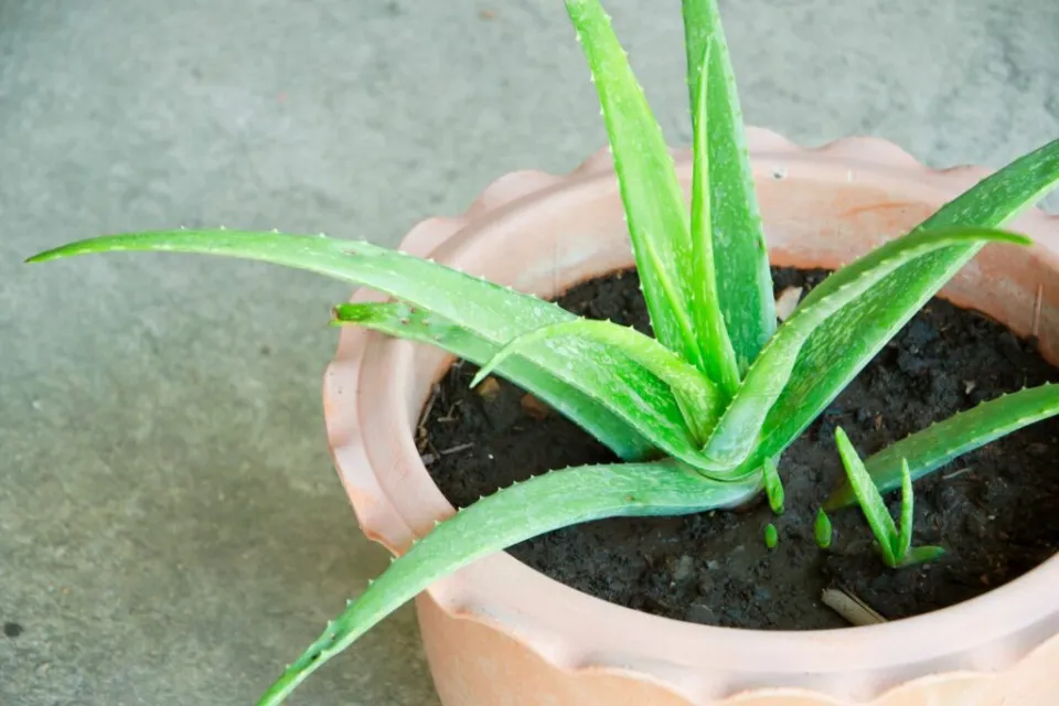 How to Save An Overwatered Aloe Plant Easy Solutions