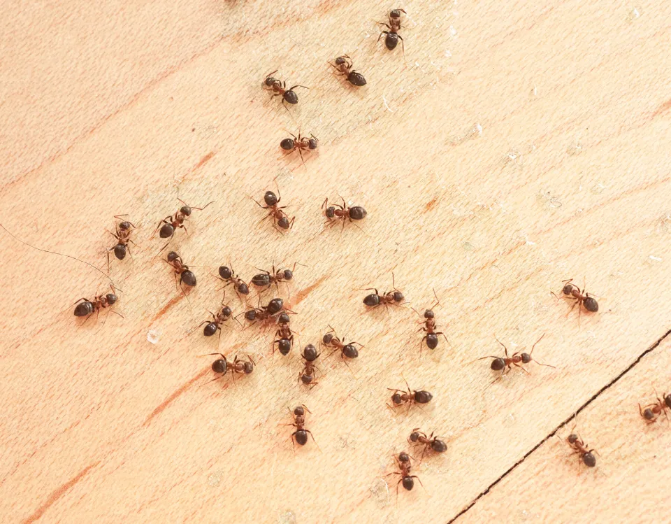 Ants in Southern California: Should You Worry About A Potential  Infestation? | The Bugman