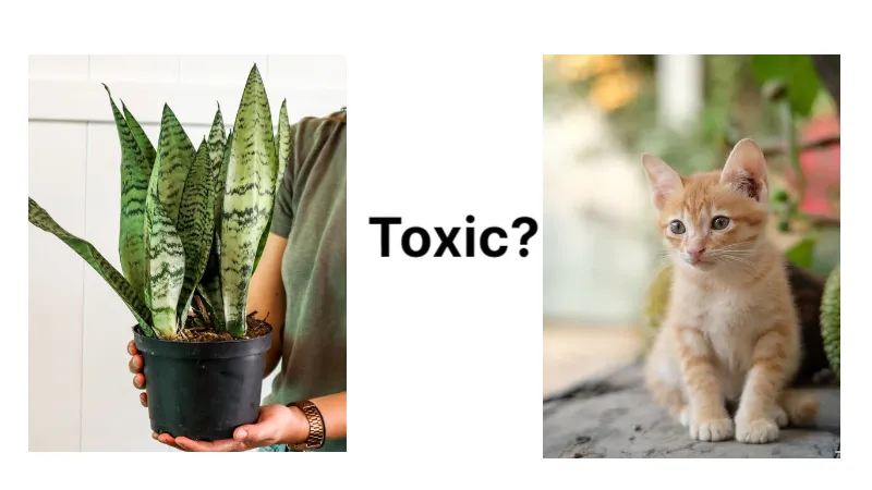Are Snake Plants Toxic to Cats Really? All You Need to Know