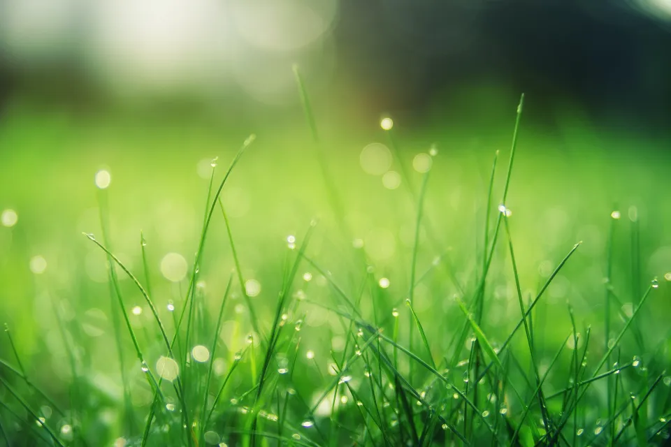 What to Look for When Buying Best Grass Seed