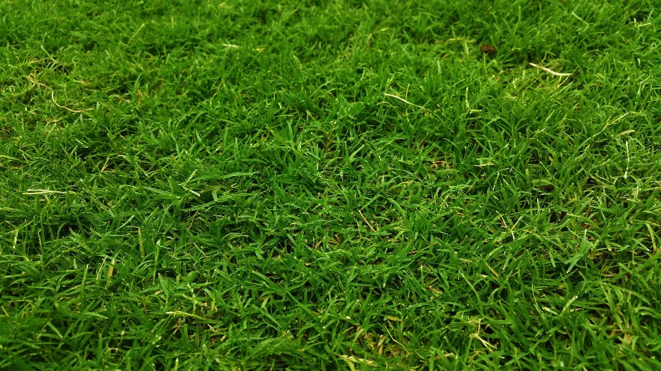 Give Grass the Right Growing Conditions