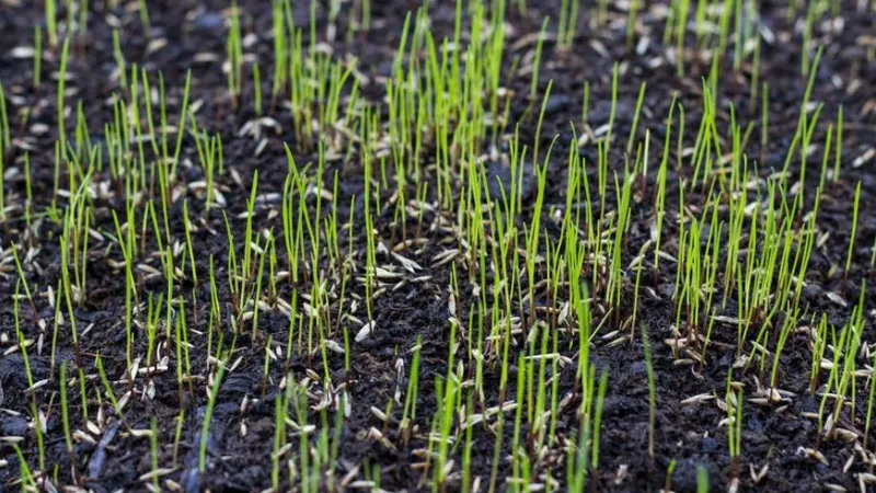 Best Time to Plant Grass Seed: How to Plant?