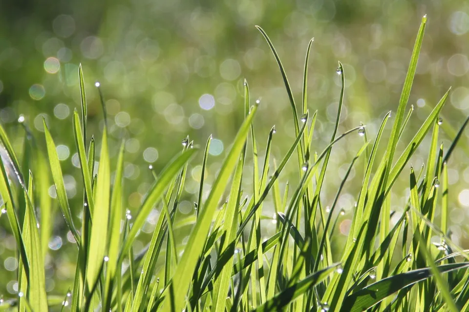 Best Time to Water Grass: Follow the Ultimate Guide