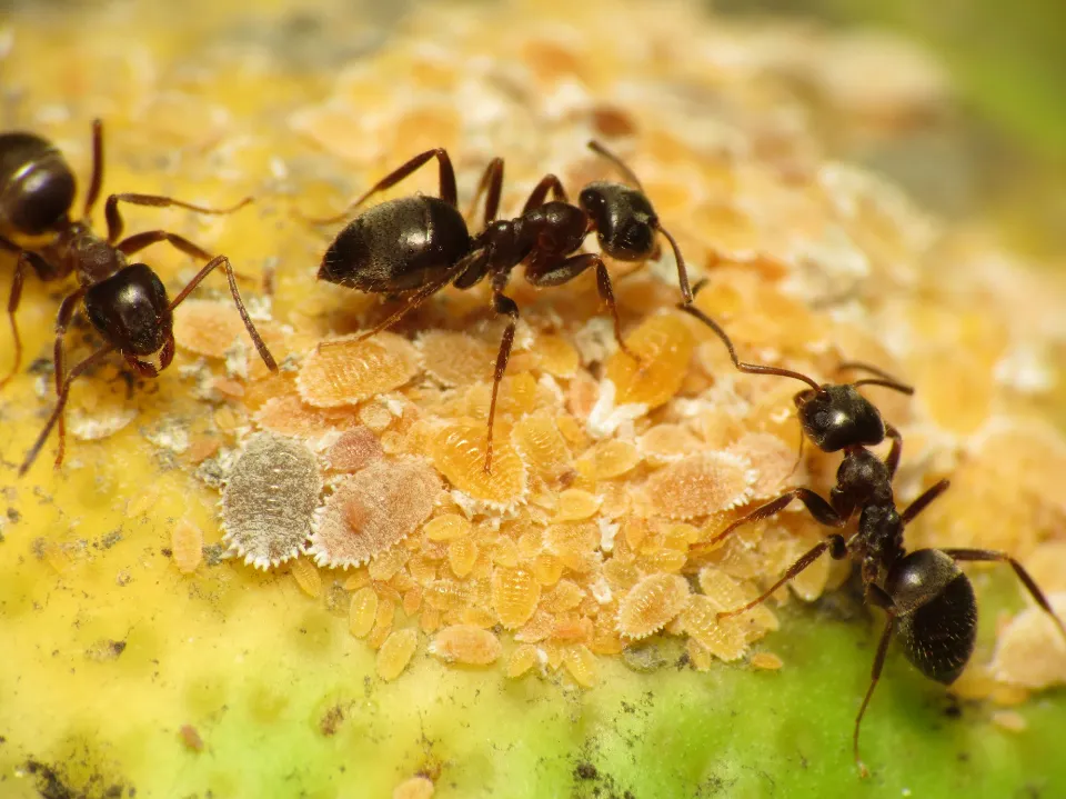 Black garden ant - Wikipedia