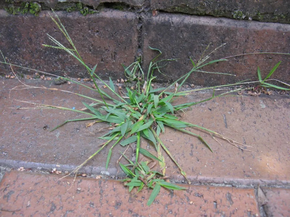 What is Crabgrass What Does Crabgrass Look Like