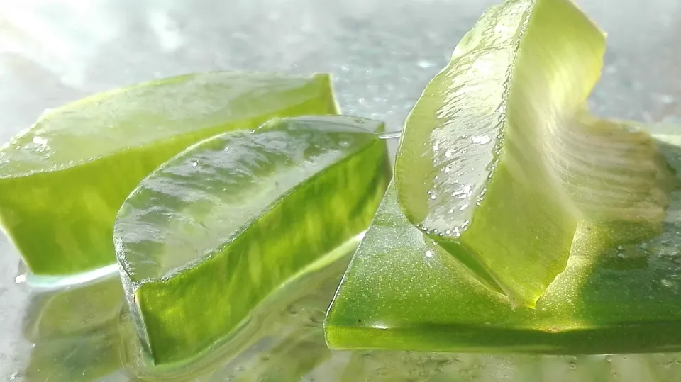 Do You Water Aloe Vera from Top Or Bottom? Tips & Tricks