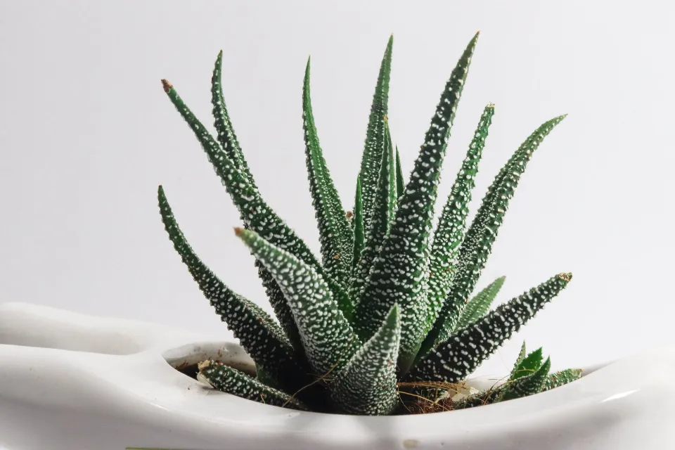 Do You Water Aloe Vera from Top Or Bottom? Tips & Tricks