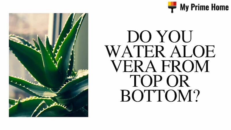 Do You Water Aloe Vera from Top Or Bottom? Tips & Tricks