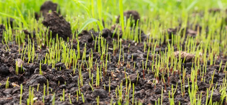 How to Plant Grass Seeds? Follow the Simple Guide