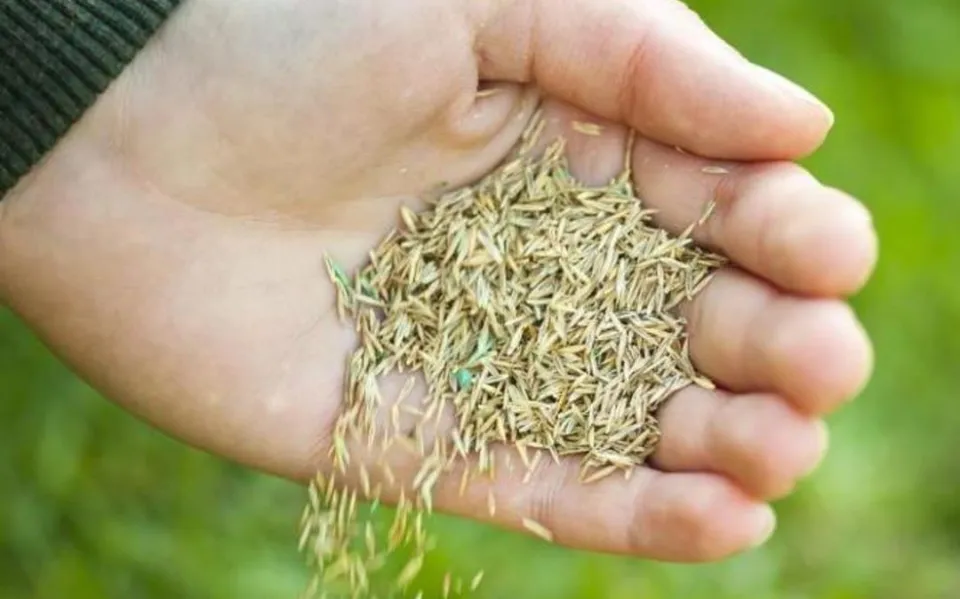 When to Plant Grass Seed The Best Time to Plant