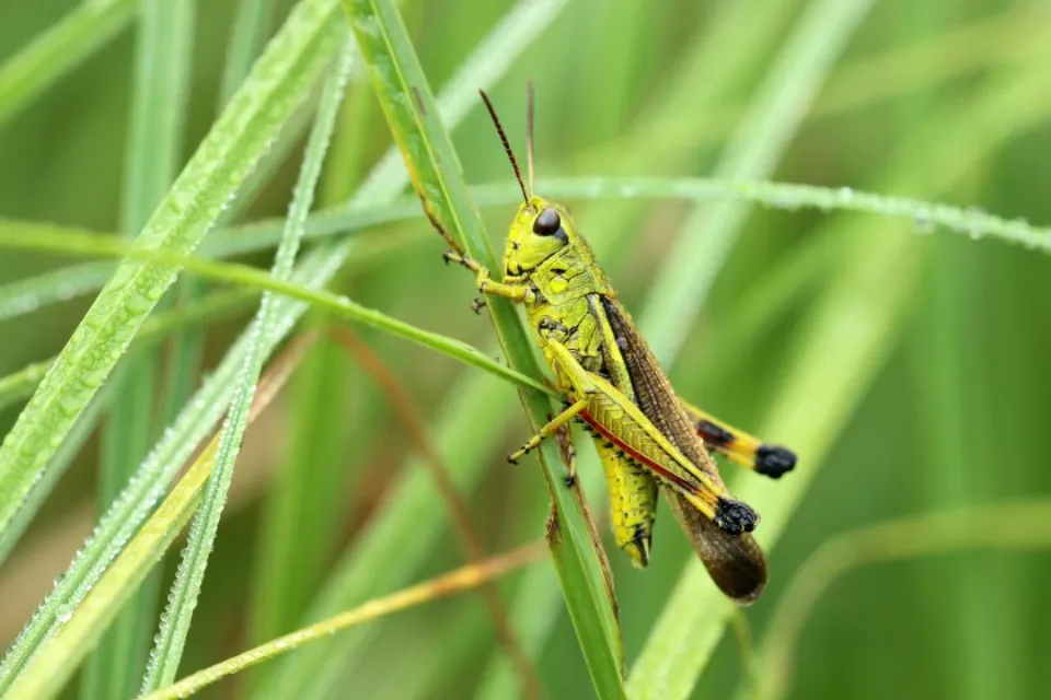 How to Get Rid of Grasshoppers Follow the Ultimate Guide