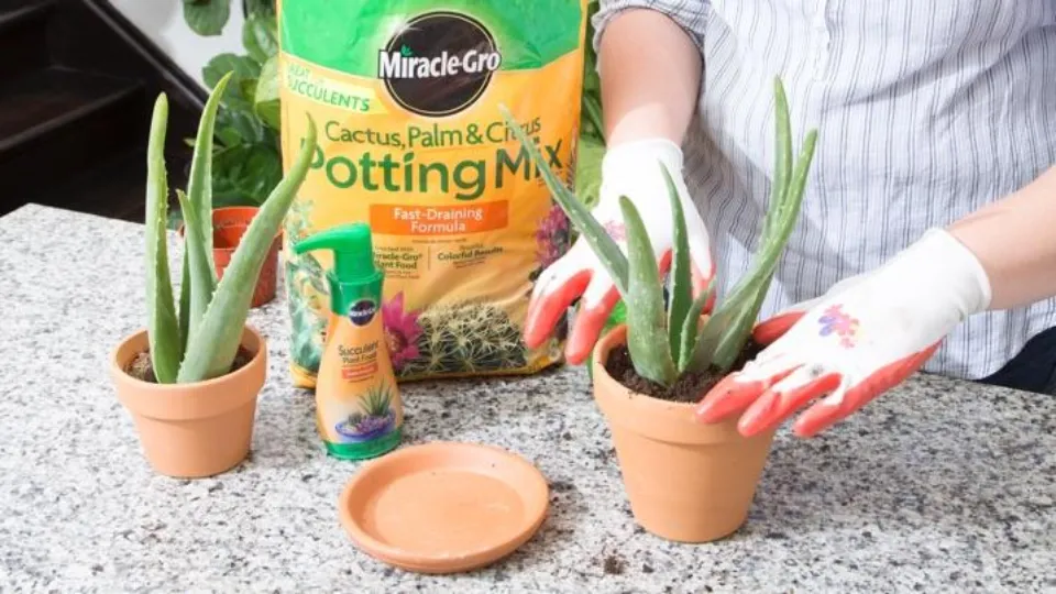 Underwatered Aloe Plant Signs & How to Revive It