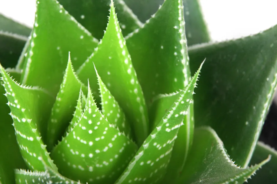 Why Your Aloe Plant is Turning Brown? How to Save It?