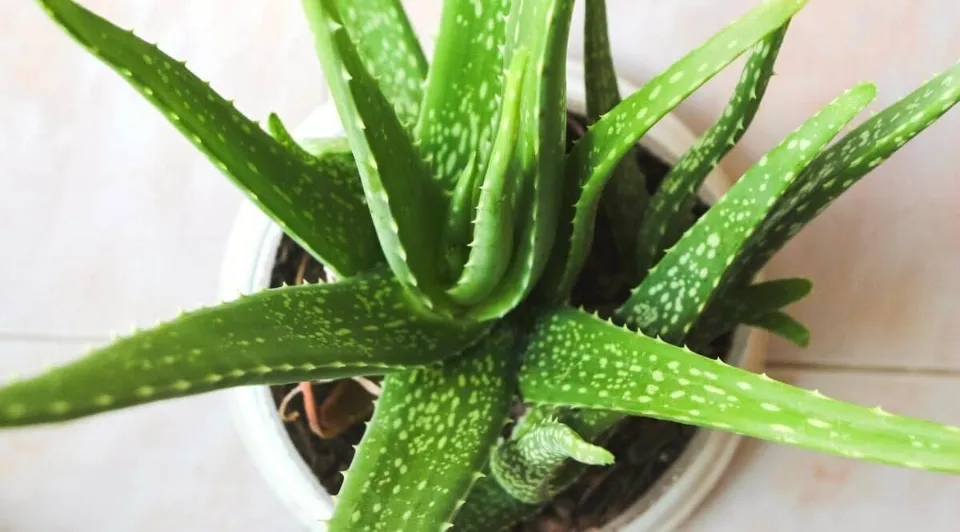 How Big Can Aloe Vera Plants Get?