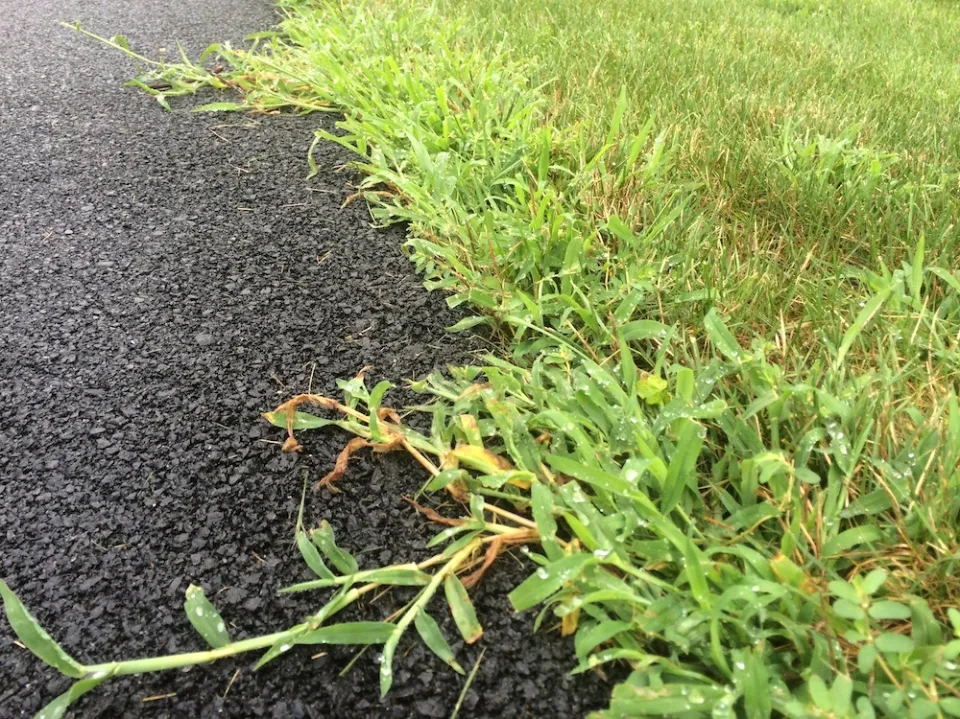 What is Crabgrass What Does Crabgrass Look Like