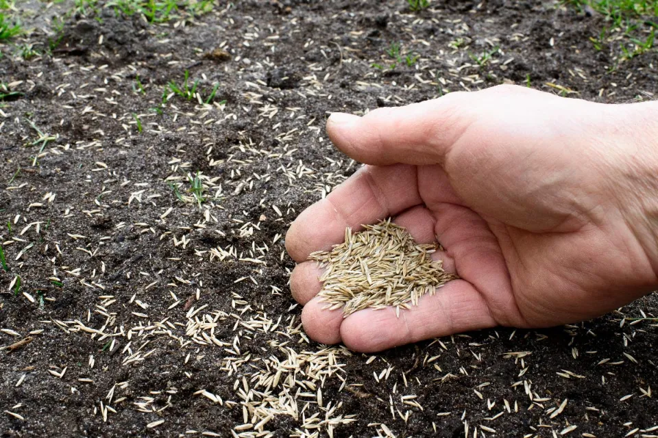 When to Plant Grass Seed The Best Time to Plant