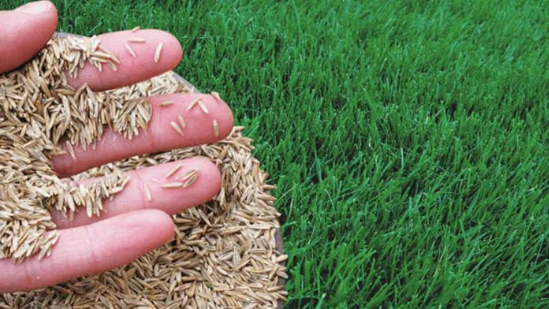 How Long Does It Take for Grass Seed to Grow? Follow the Ultimate Guide