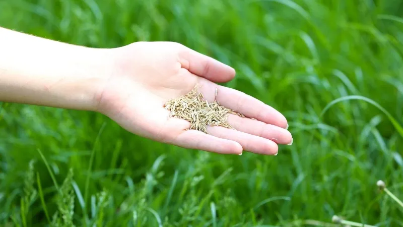 How Much Grass Seed Do I Need? Calculate Grass Seed