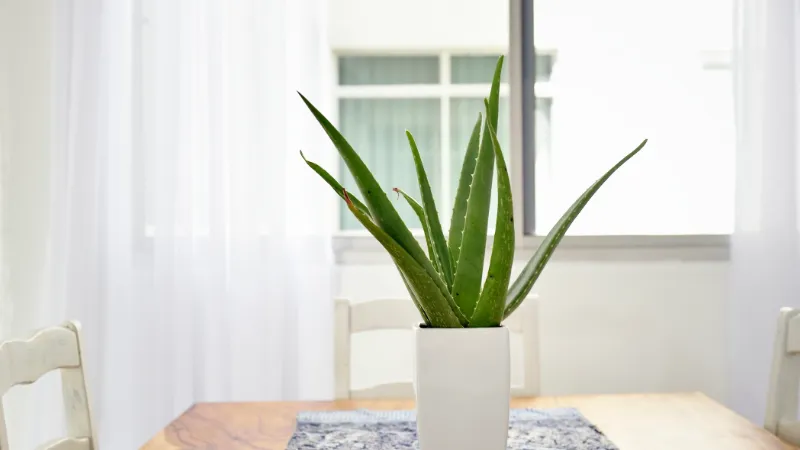 How Often to Water Aloe Plants? Find the Answer
