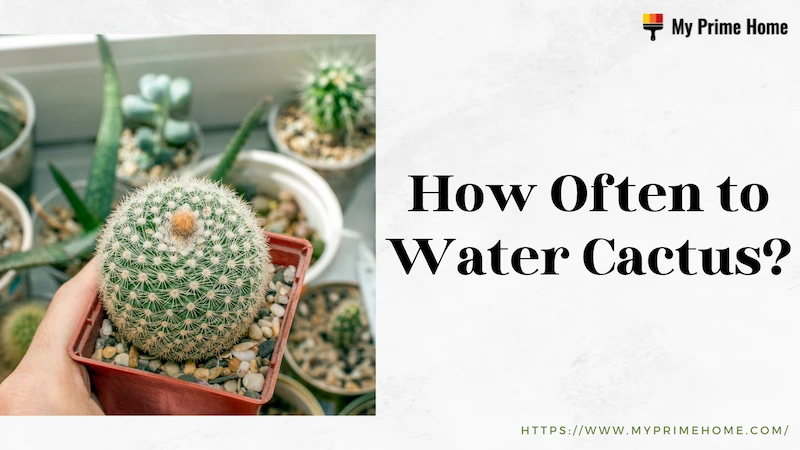 How Often to Water Cactus? Find the Ultimate Answer