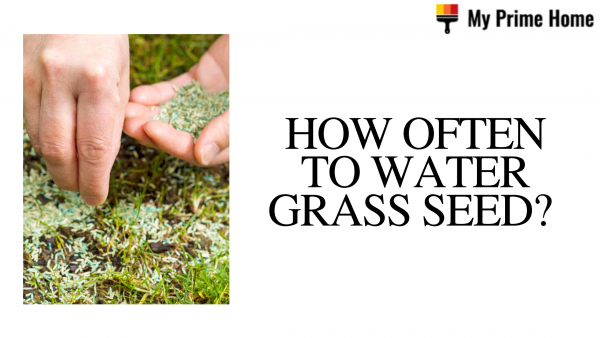 How Often to Water Grass Seed? Watering New Grass Seed