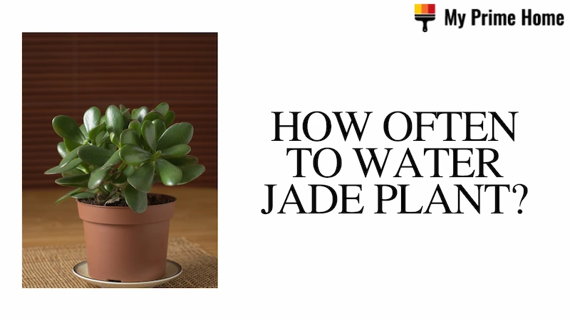 How Often to Water Jade Plants? Growing Tips