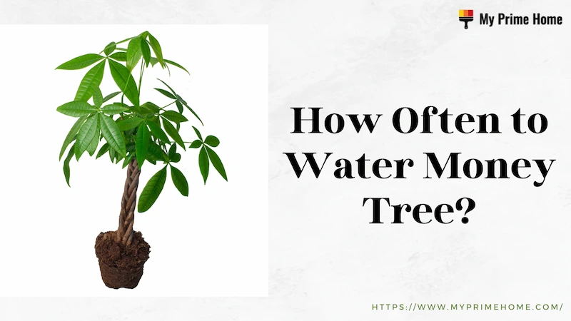 How Often to Water Money Trees? Top Tips & Tricks