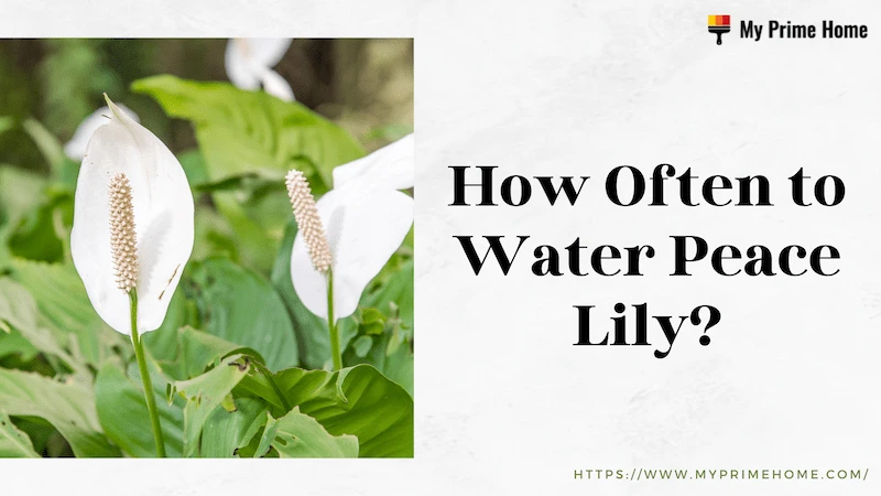 How Often to Water Peace Lily? Find the Ultimate Guide