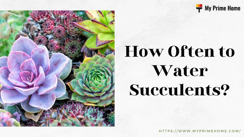 How Often to Water Succulents? Follow the Tips and Tricks