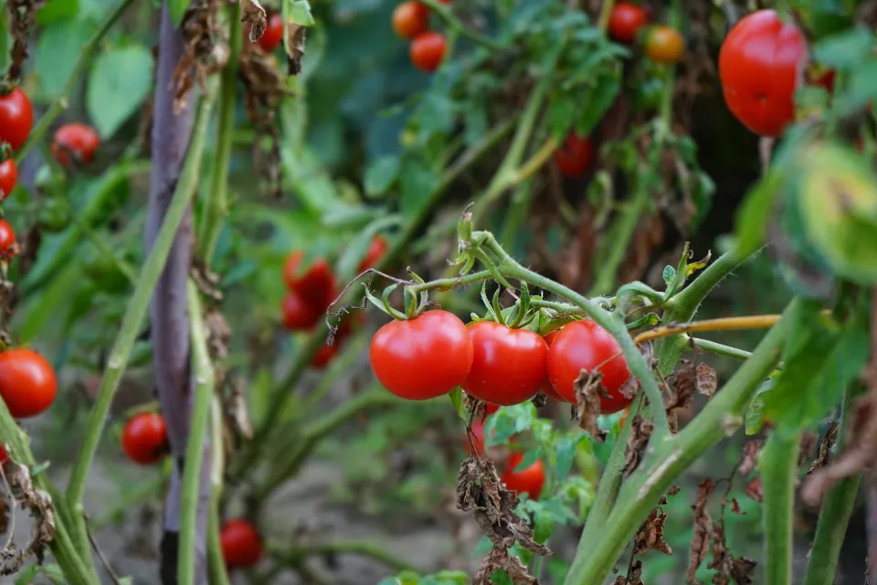 How Often to Water Tomato Plants? Follow the Tops Tips