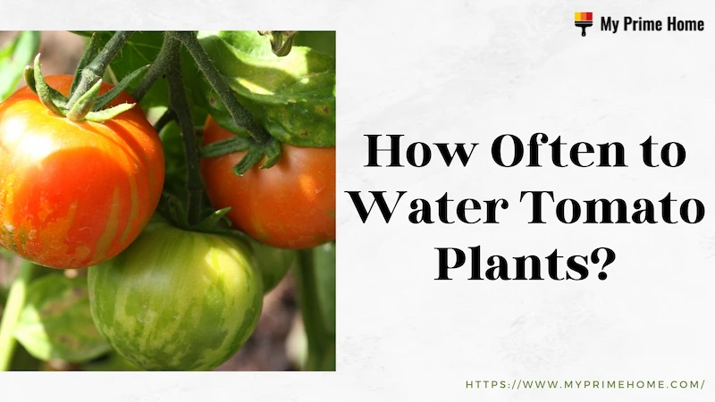 How Often to Water Tomato Plants? Follow the Tops Tips