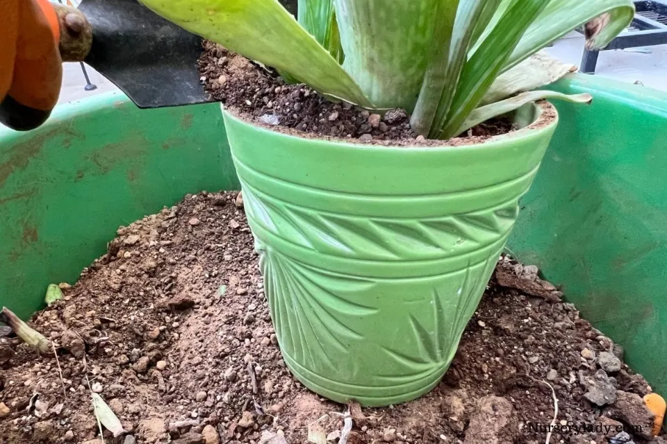 Repotting Aloe Plant: An Easy Step-by-step Guide