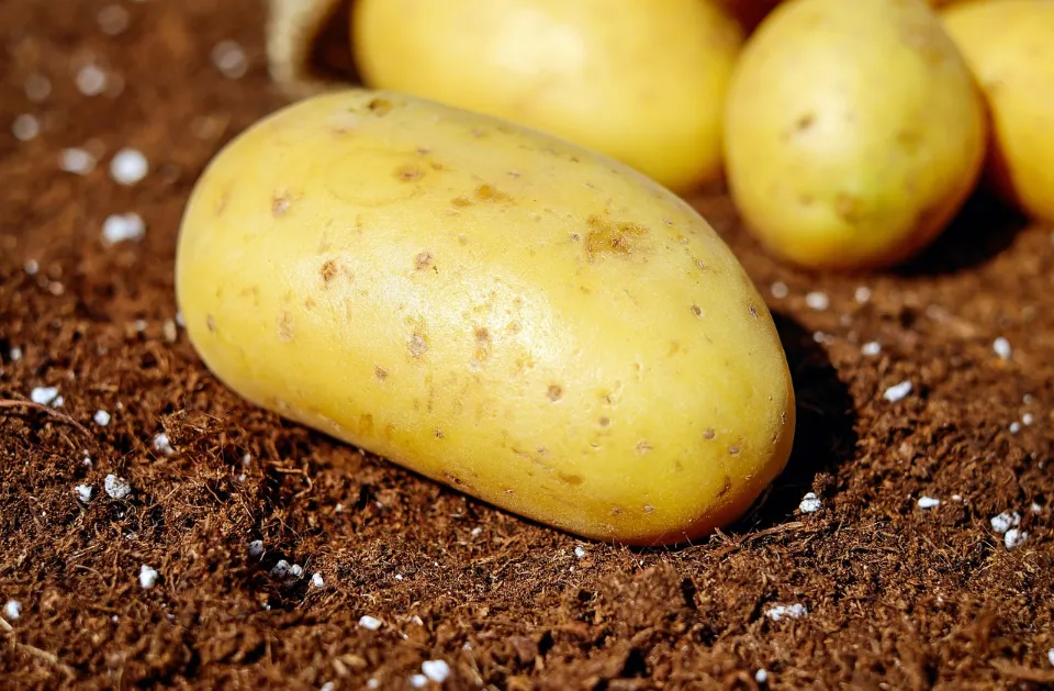 How to Clean Potatoes? Follow the Tips and Tricks