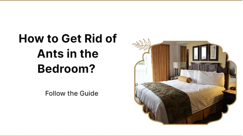 How to Get Rid of Ants in the Bedroom? Follow the Guide