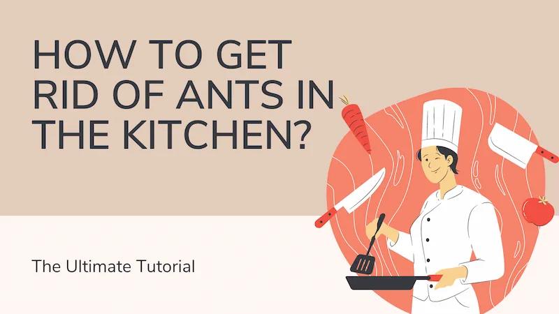 How to Get Rid of Ants in the Kitchen? the Ultimate Tutorial