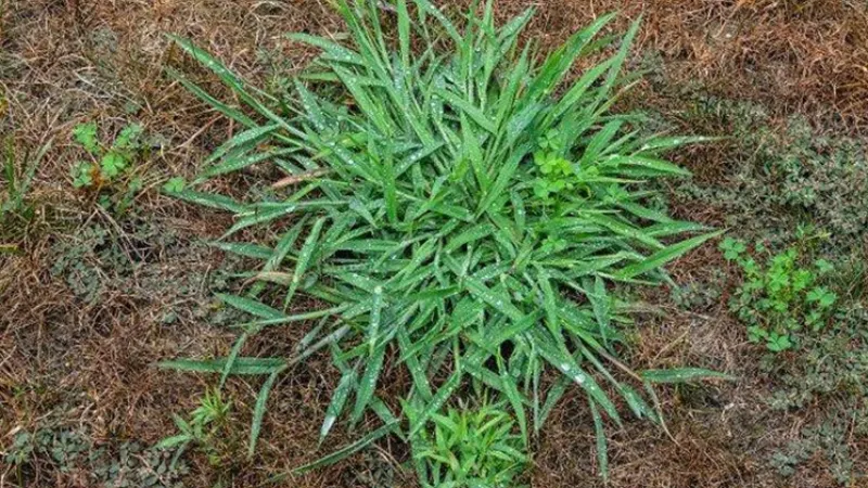 How to Get Rid of Crabgrass Naturally? Follow the Easy Steps