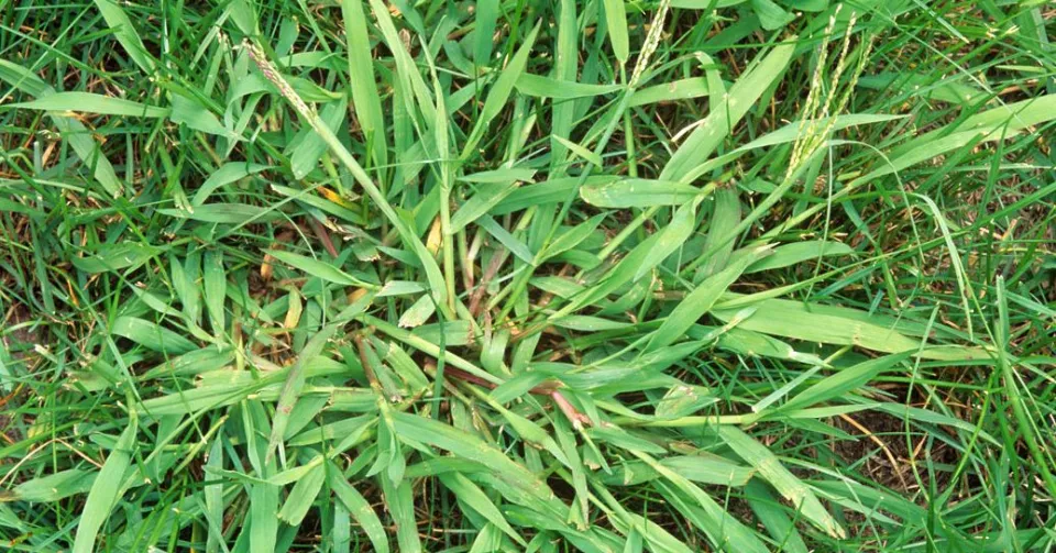 What is Crabgrass What Does Crabgrass Look Like