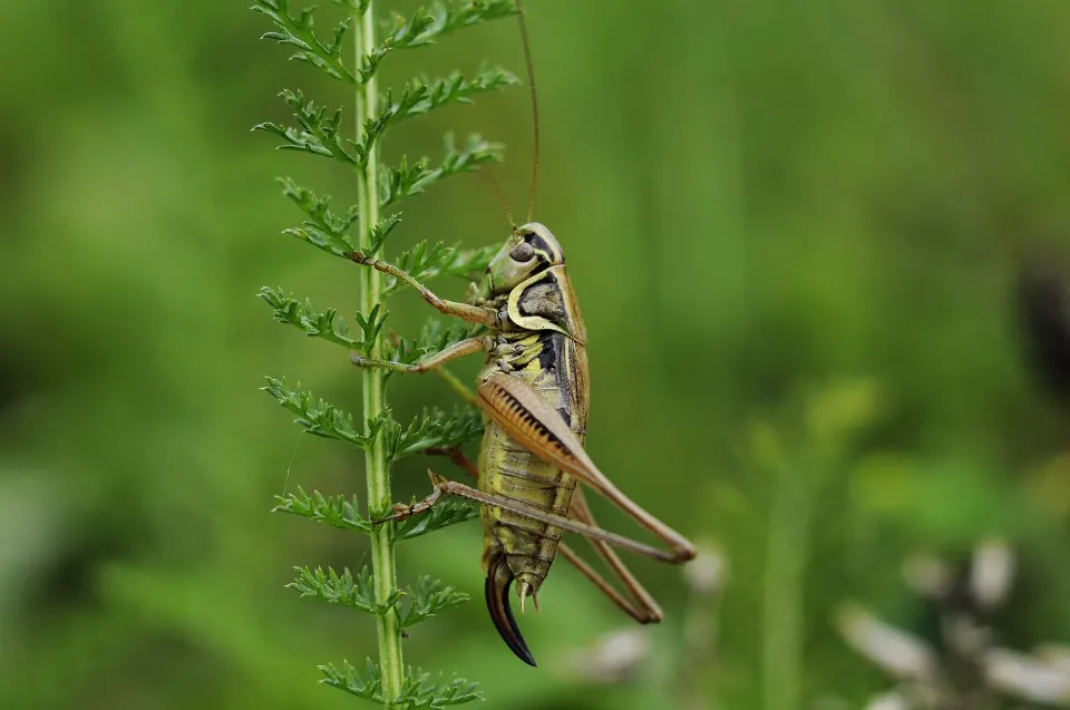 How to Get Rid of Grasshoppers? Follow the Ultimate Guide