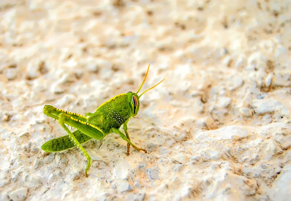 How to Get Rid of Grasshoppers? Follow the Ultimate Guide