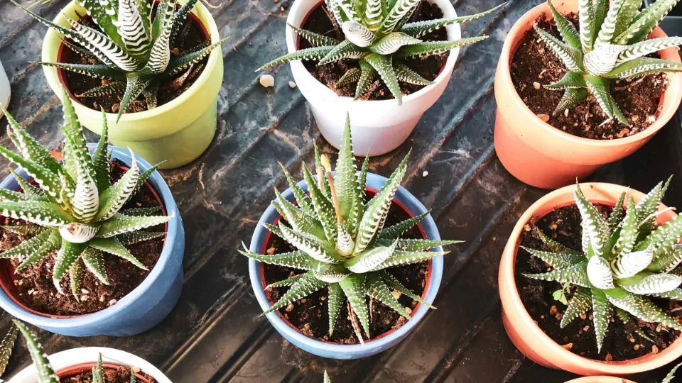 Underwatered Aloe Plant Signs & How to Revive It