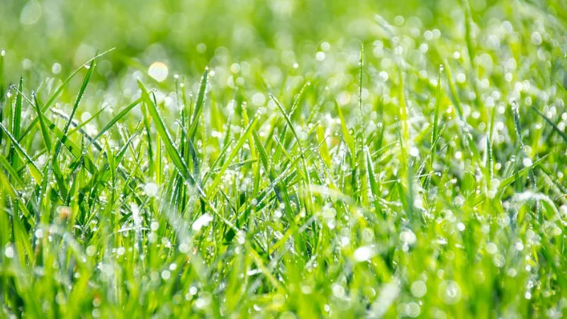 How to Grow Grass Fast? Follow the Basic Steps