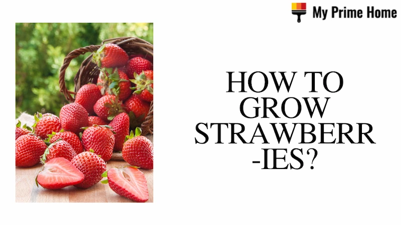 How to Grow Strawberries? Strawberry Plant Care