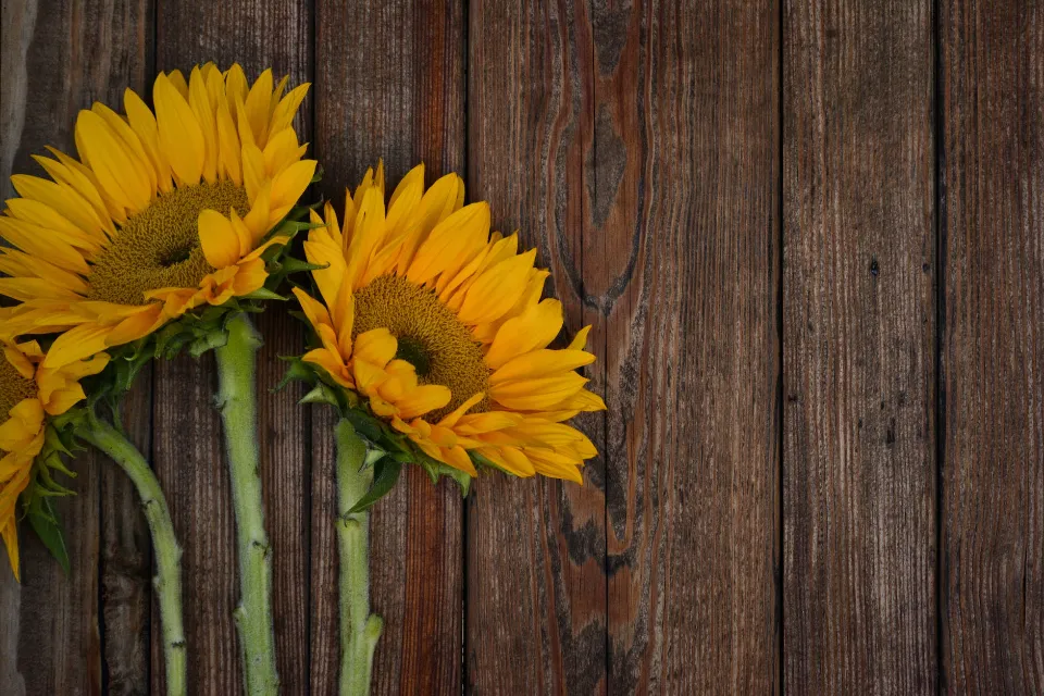 How to Grow Sunflowers? Follow the Ultimate Guide